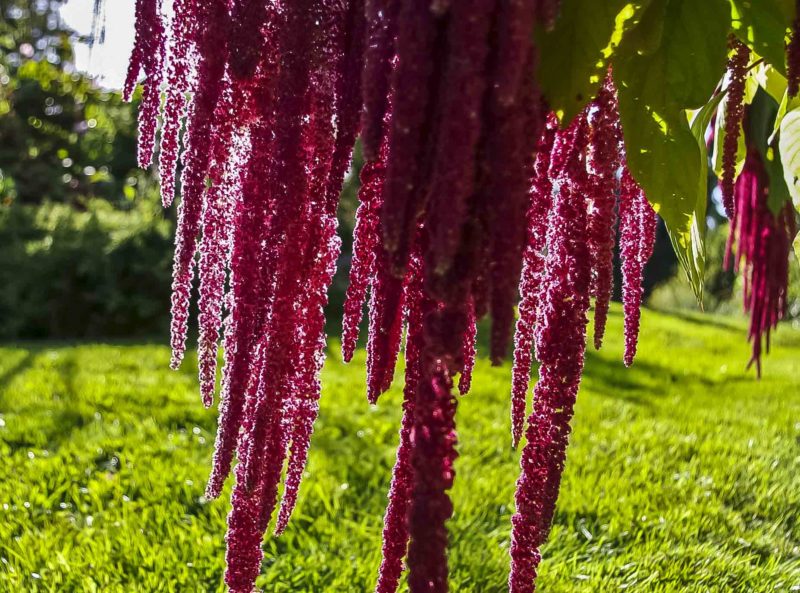 amaranthus_1