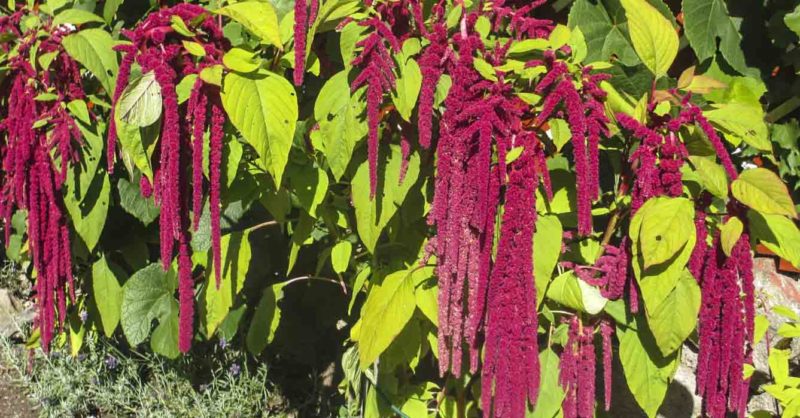 amaranthus_2