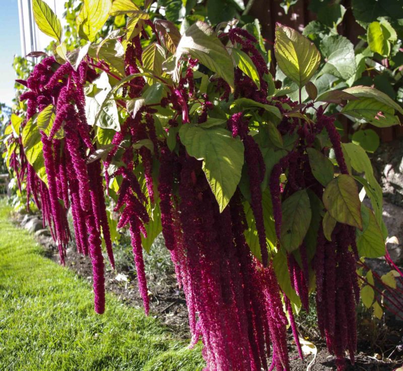 amaranthus_3