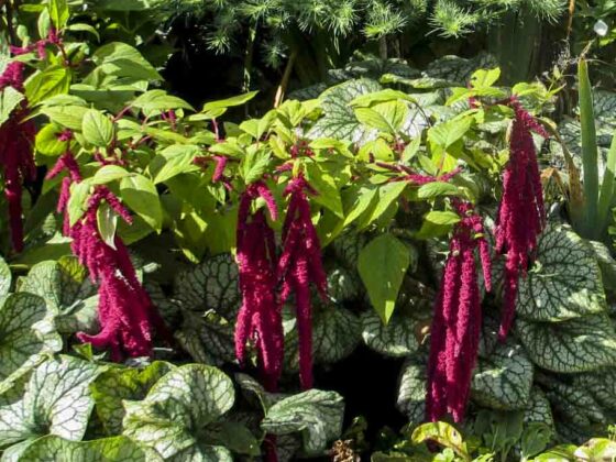 LOVE LIES BLEEDING