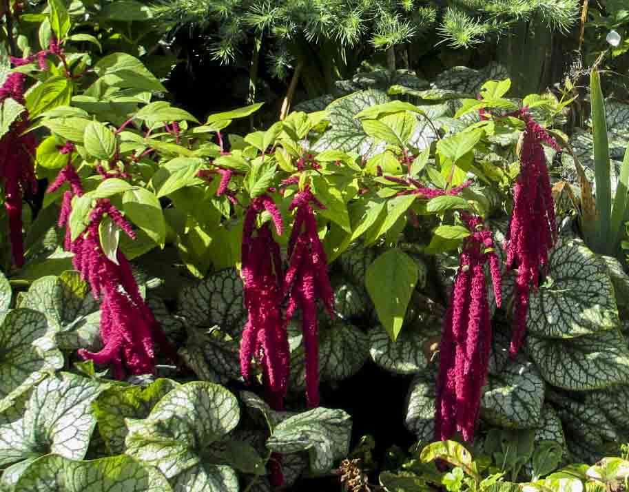 LOVE LIES BLEEDING