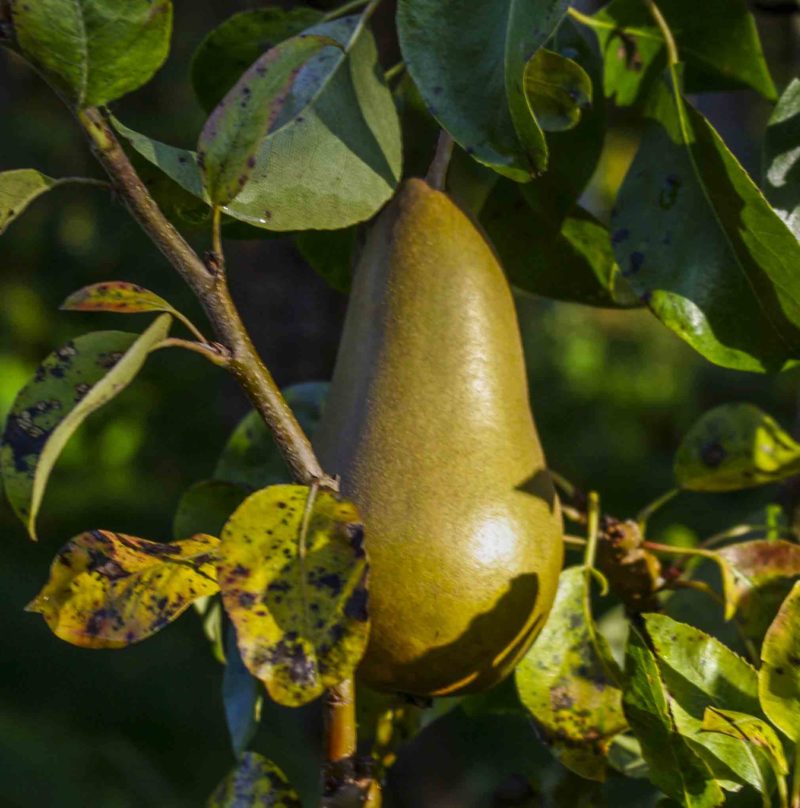 Conference pear_20