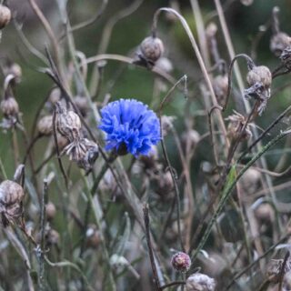 BLOMSTERLØK
