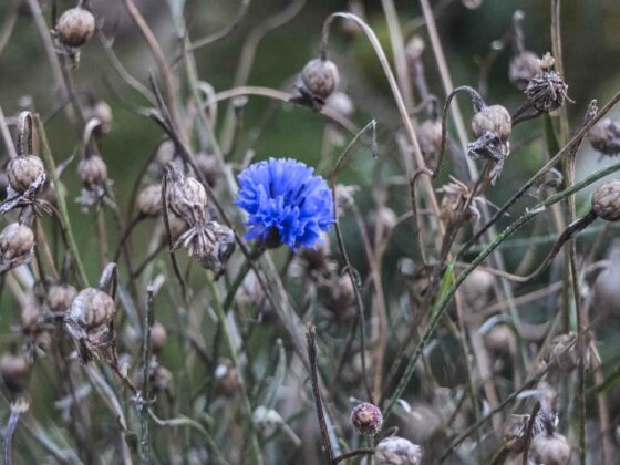 LATE BLOOMER
