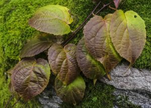 Rødkattebusk, (Actinidia kolomikta) i årets høstmote