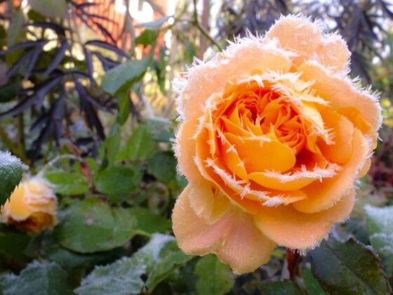 ROSEPORNO