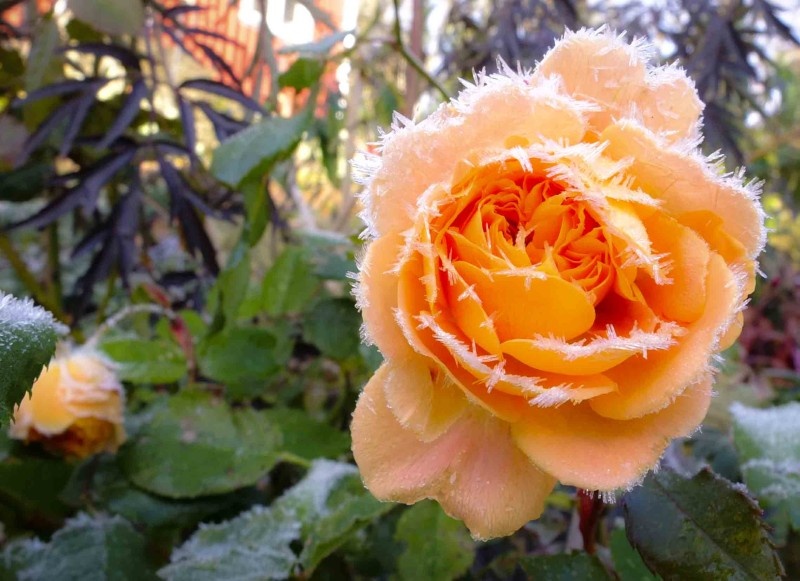 ROSEPORNO