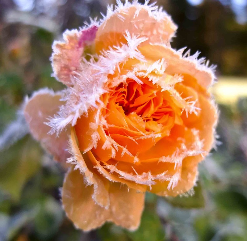 frost_2