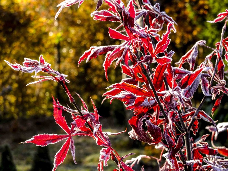 frost_3