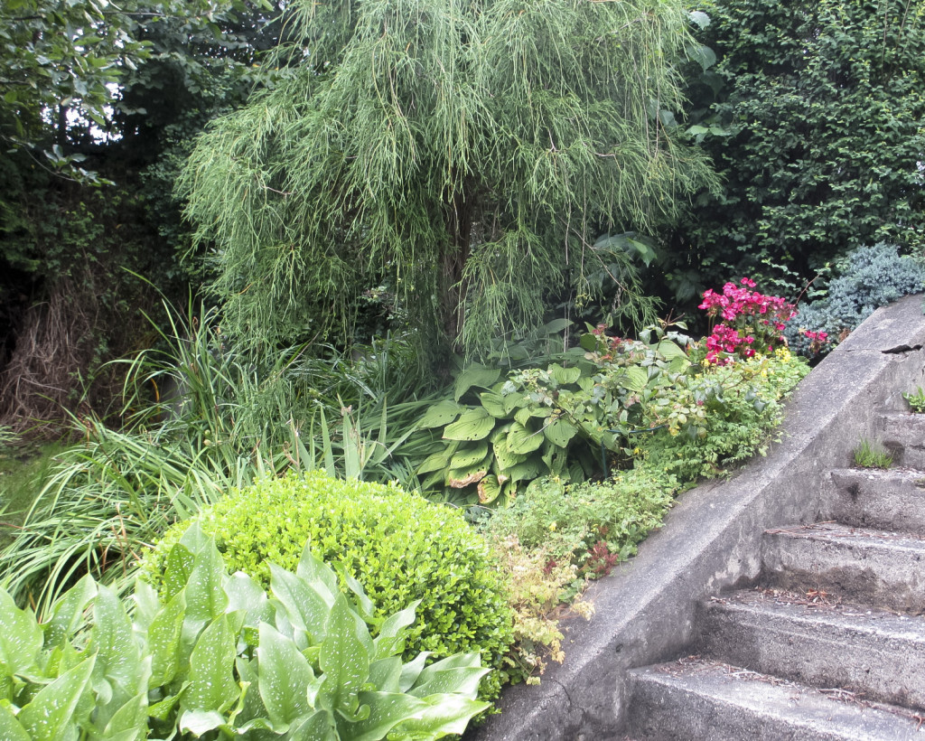 Fra hagen vår i Oslo, i oktober. Den rolige, sindige formen til Buxbomen redder inntrykket