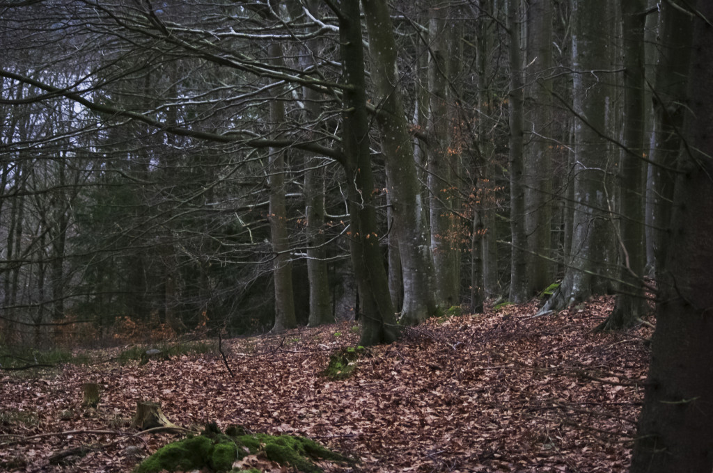 På tur innover i Skogen på Gåre