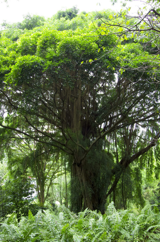Fra Fort Canning Park