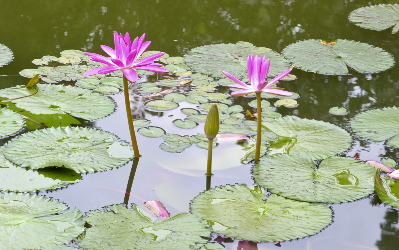 Vannliljer, botanisk have