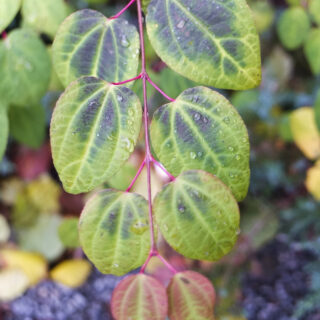 LOVE LIES BLEEDING
