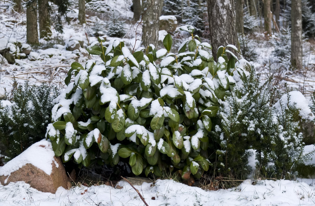 Laurbærhegg, Prunus laurocerasus kan lett få sviskader på våren.