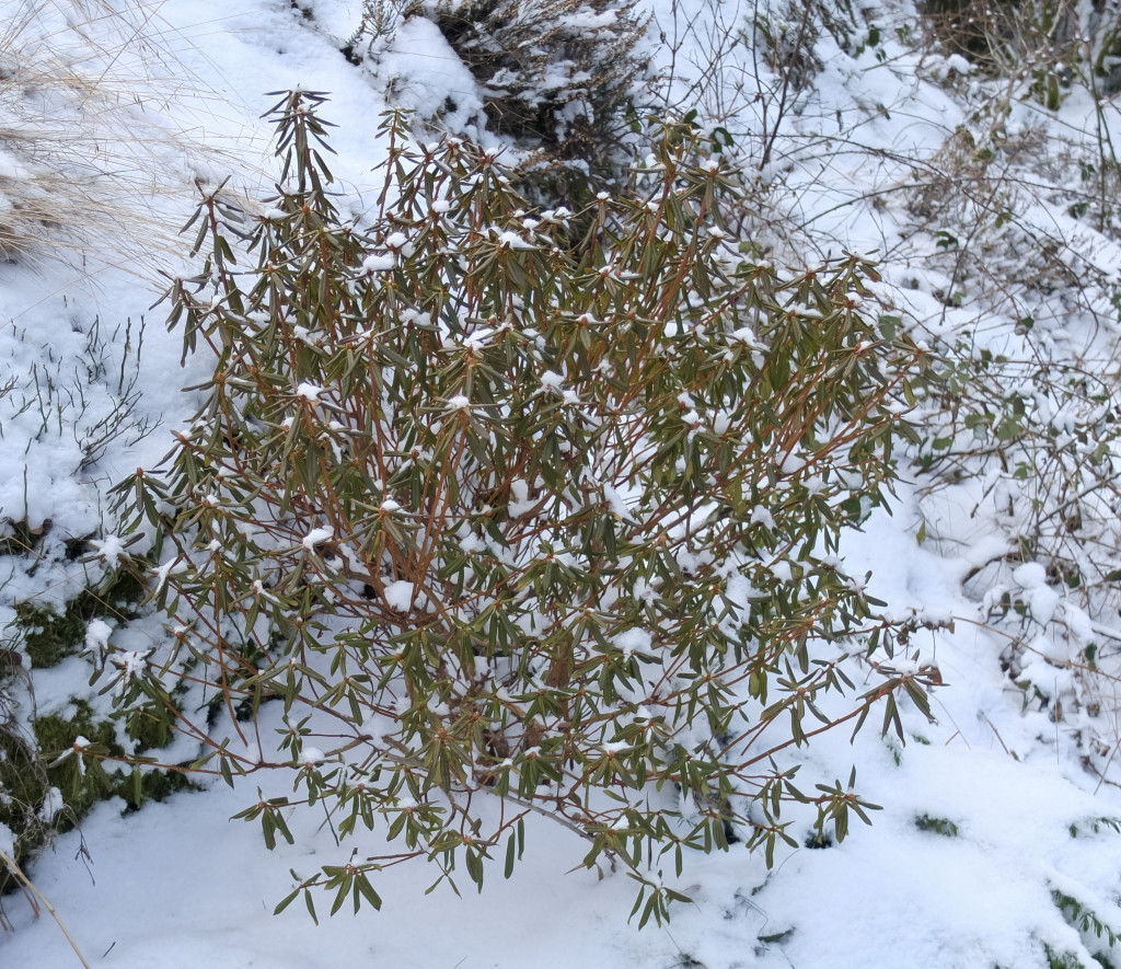 Rhododendron carolianum ,. Nå når det er kaldt, krøller den bladene sammen slik at fordampingen fra bladene minimaliseres.