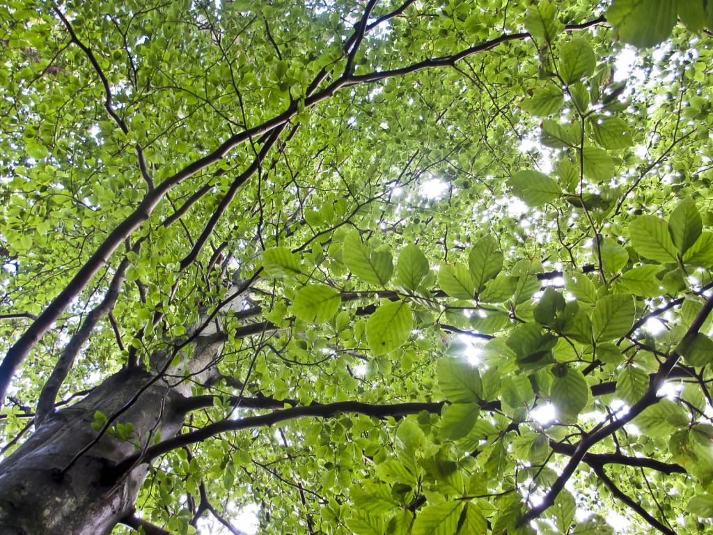 Plante tre5_