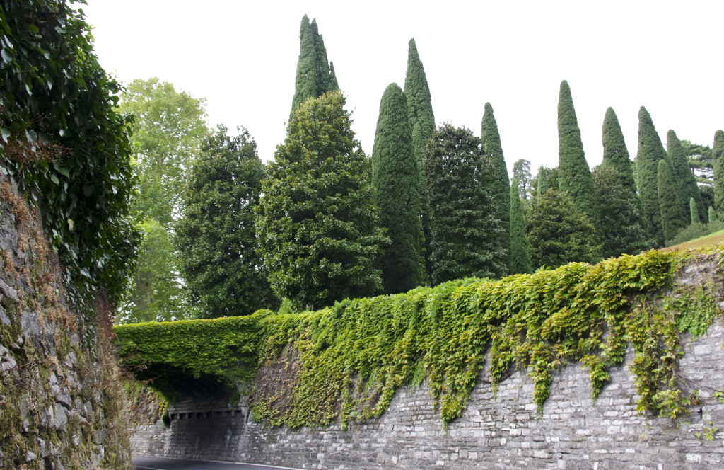 Plante tre3_