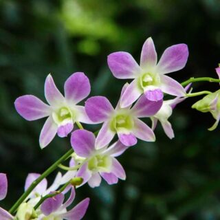 CAN YOU BUY PLANTS ON INTERNET?