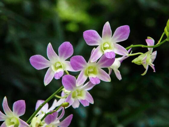 HOW TO TAKE CARE OF POTTED ORCHIDS