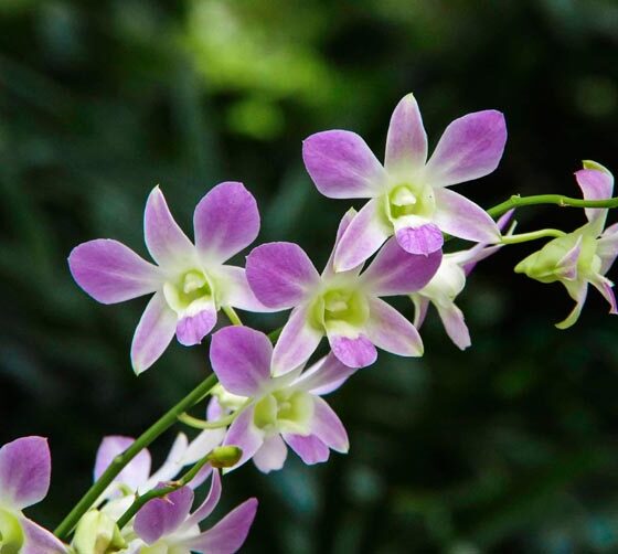 HOW TO TAKE CARE OF POTTED ORCHIDS