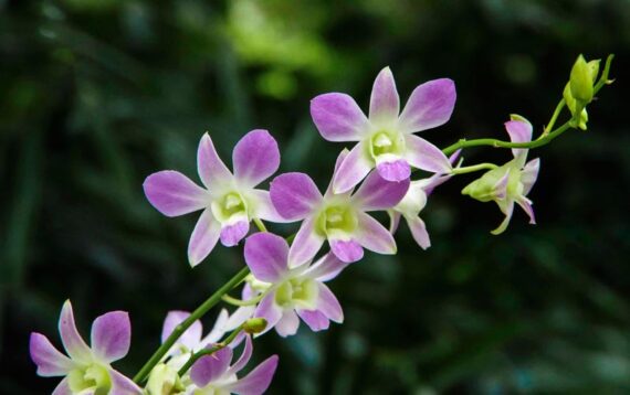 potted orchid7_