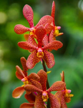 potted orchid6_