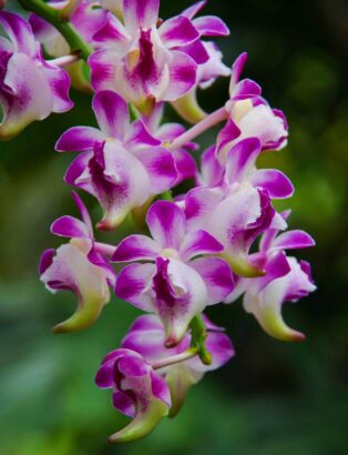 potted orchid6_