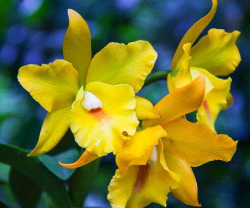 potted orchid5_