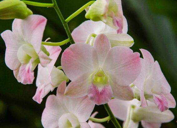 potted orchid4_