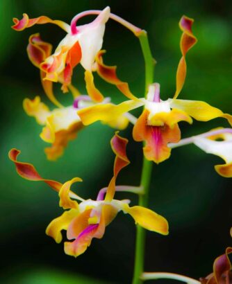 potted orchid3_