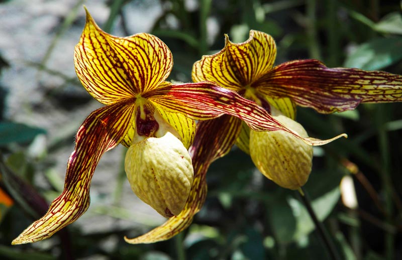 Orkide fra Singapore Botanical Garden.