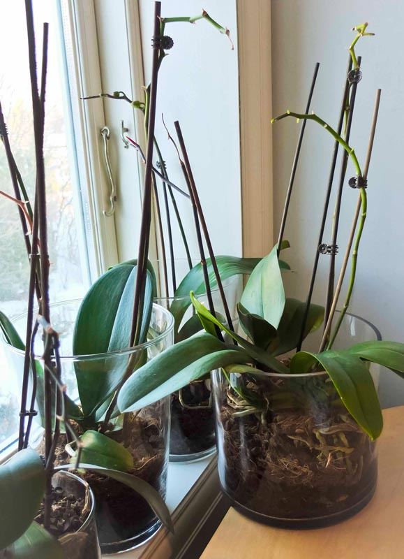 potted orchid1_