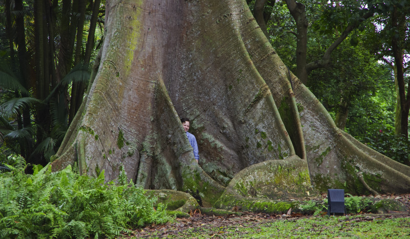 Kapok tree, Ceiba Pentandra. Blir over 50 m høy.