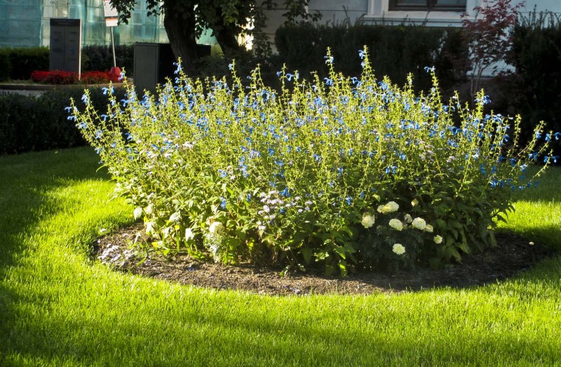 Noen som vet hva disse blomstene heter?