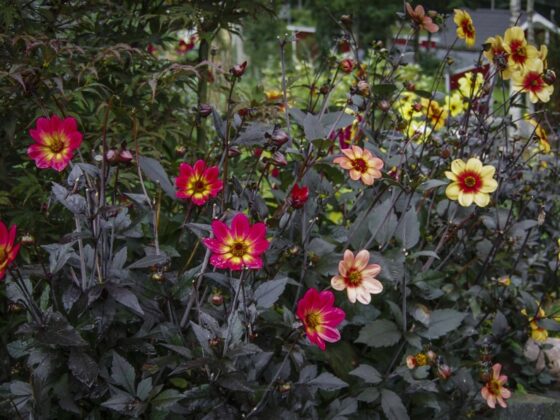 PLANTE, ELLER SETTE GEORGINER