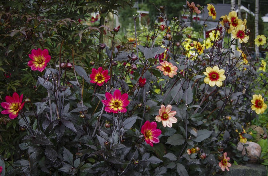 PLANTE, ELLER SETTE GEORGINER