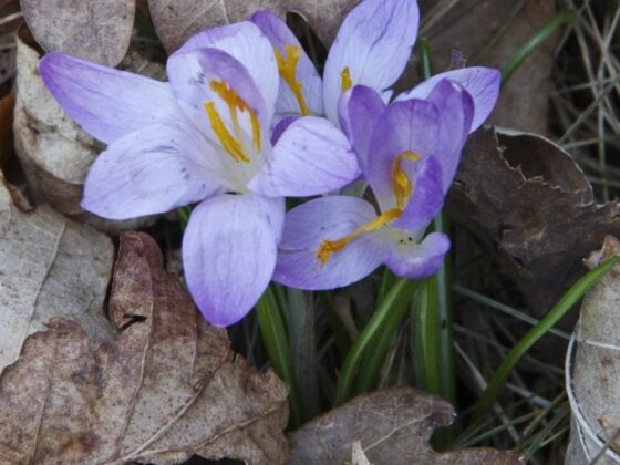 KROKUS
