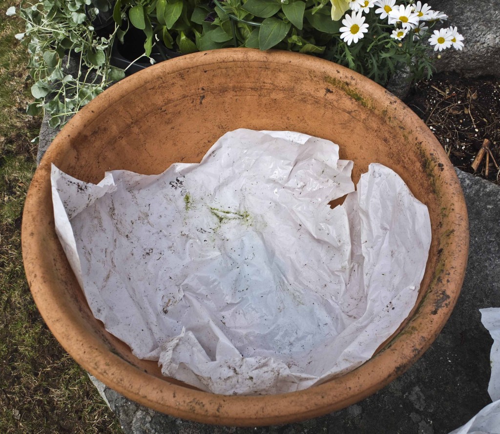Dette er en middels stor terakottakrukke. Jeg legger litt plast i bunnen av terakottakrukkene siden de "puster" og slipper ut mere fuktighet enn glaserte krukker.