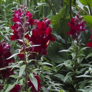 PLANTE, ELLER SETTE GEORGINER