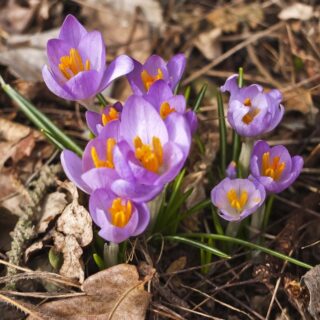 ETTÅRIGE BLOMSTERPLANTER SOM TRENGER KORT FORKULTIVERING