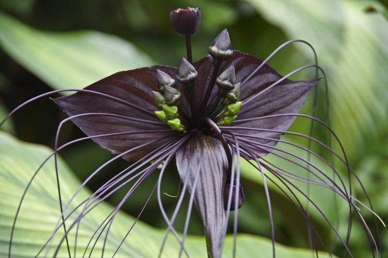 EKSOTISKE BLOMSTER
