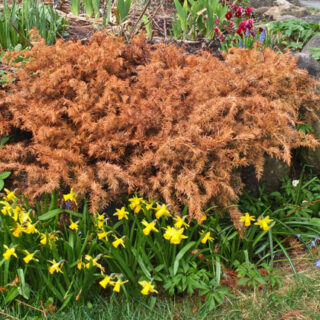 SLIK PLANTER DU ROSER