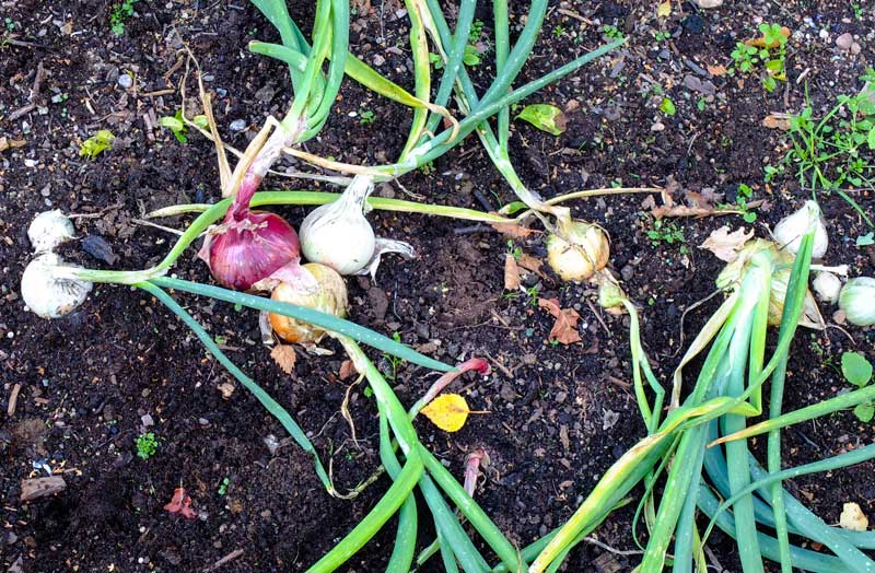 ONIONS_2
