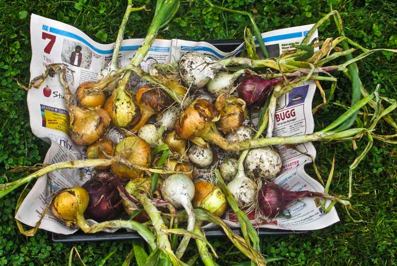 HVORDAN PLANTE SPISELØK I HAGEN