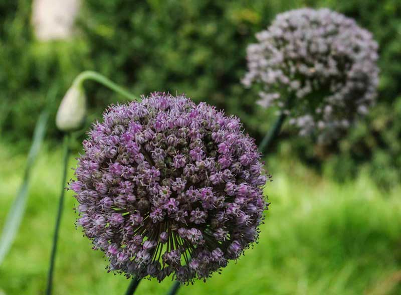 ONIONS_9