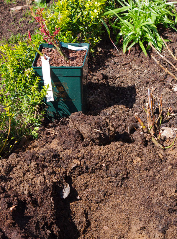 roseplanting_20_