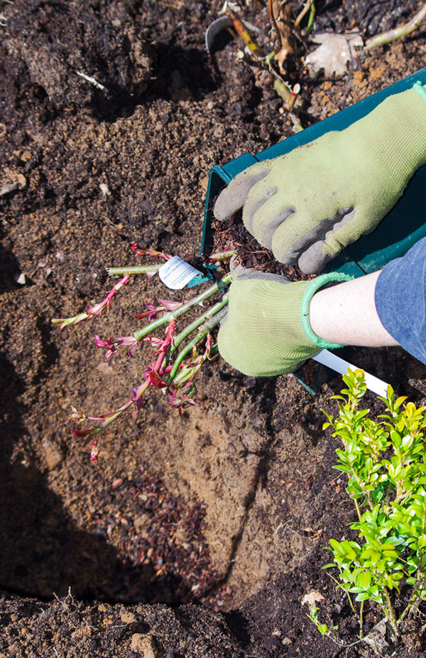 Roseplanting_21_
