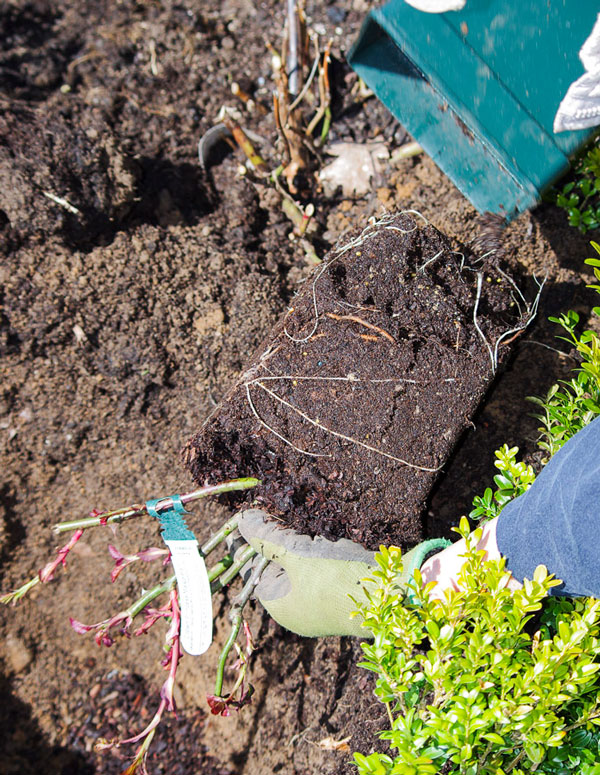 Roseplanting_22_