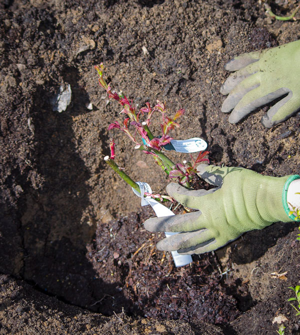 Roseplanting_23_